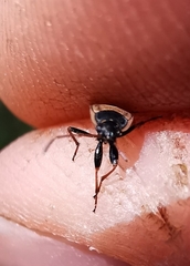 Xanthochilus quadratus