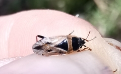 Xanthochilus quadratus