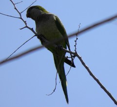 Myiopsitta monachus