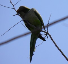 Myiopsitta monachus