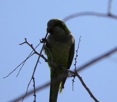 Myiopsitta monachus