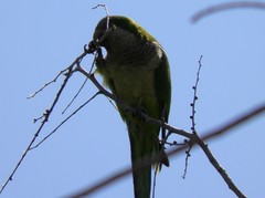 Myiopsitta monachus