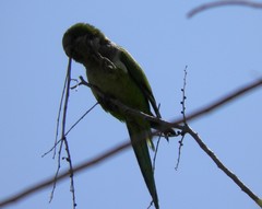 Myiopsitta monachus