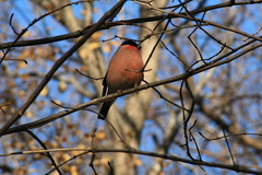 Pyrrhula pyrrhula griseiventris
