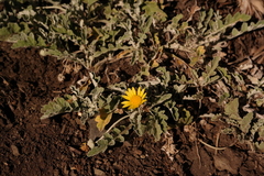 Arctotis arctotoides