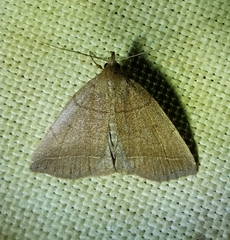 Zanclognatha obscuripennis