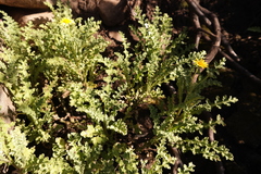 Arctotis arctotoides