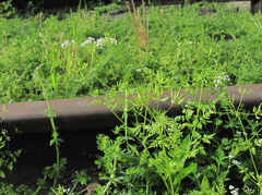 Anthriscus cerefolium