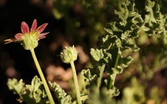 Arctotis arctotoides