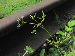 Anthriscus cerefolium