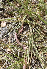 Xerotyphlops vermicularis