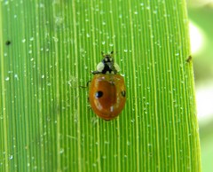 Adalia bipunctata