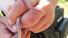 Xerotyphlops vermicularis