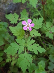 Geranium robertianum