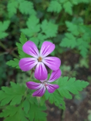 Geranium robertianum