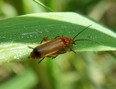 Rhagonycha fulva