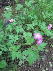 Geranium robertianum