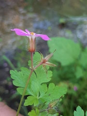 Geranium robertianum