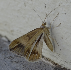 Chiasmia turbulentata