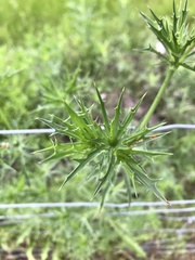 Eryngium hookeri