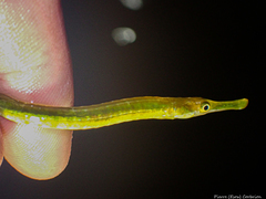 Syngnathus rostellatus