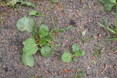 Plantago major