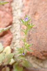 Veronica arvensis