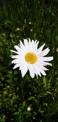 Leucanthemum vulgare