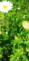 Leucanthemum vulgare