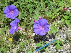 Ipomoea indica