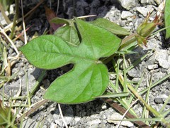 Ipomoea indica