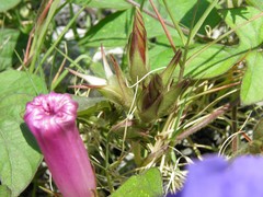 Ipomoea indica