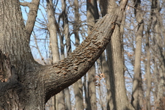 Auricularia orientalis