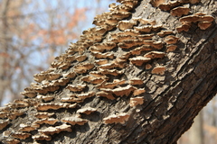 Auricularia orientalis
