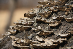 Auricularia orientalis