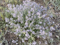 Nepeta parviflora
