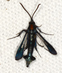 Synanthedon kathyae
