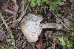 Coprinopsis atramentaria