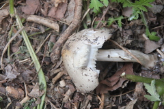 Coprinopsis atramentaria