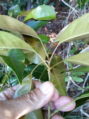 Elaeocarpus eumundii