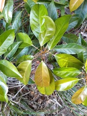 Elaeocarpus eumundii