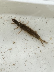 Hydropsyche siltalai