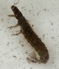 Hydropsyche siltalai