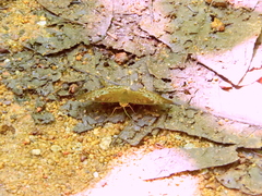 Adoliadini