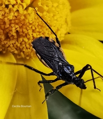 Sphedanolestes lividigaster