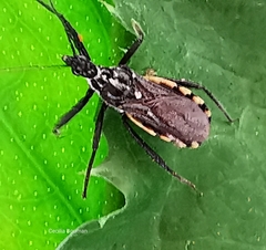 Sphedanolestes lividigaster