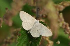 Scopula floslactata
