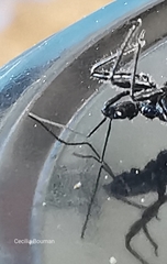 Sphedanolestes lividigaster