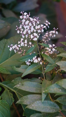 Aloysia citrodora