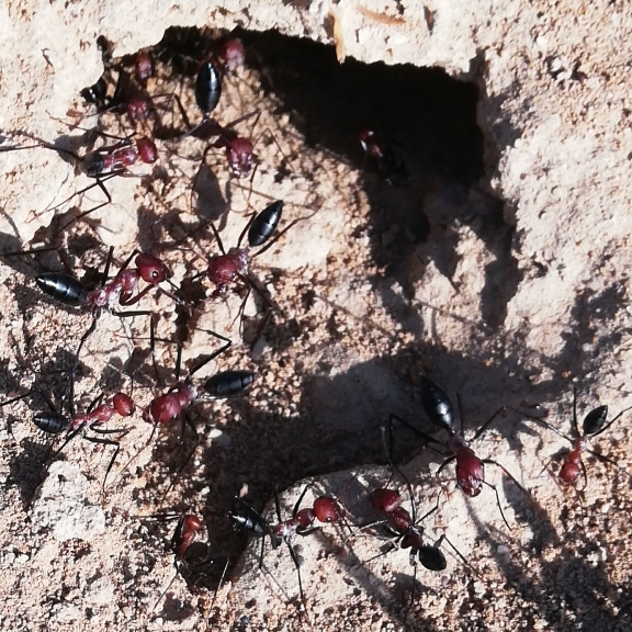 Cataglyphis setipes
